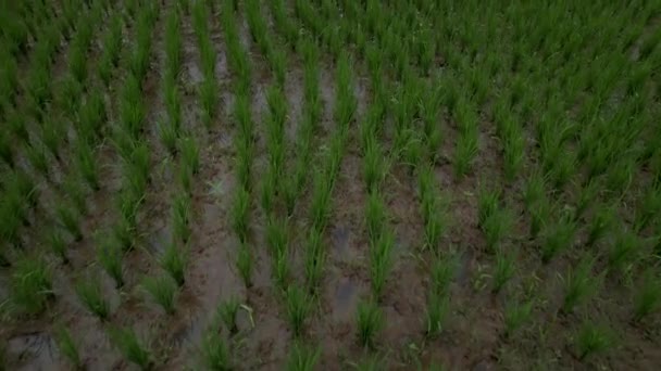 Letecký Dron Pohled Pomalu Rychle Pohybující Nad Rýžovou Rýžovou Rýží — Stock video