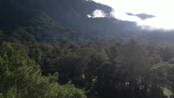 グリーンツリー 熱帯林 丘の上を飛行する空中ビュードローン インドネシア バリ島の美しい自然を眺める景色 休日のコンセプトと旅行 — ストック動画