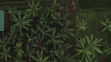 İnsansız hava aracı palmiye ağaçları, yeşil yapraklar ve ev üzerinde uçuyor. Endonezya, eko parkı ve ormanın rüzgarlı havası ve doğal manzarası