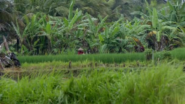 Рисовая Терраса Убуд Бали Индонезия Урожай Семейный Бизнес Высококачественные Кадры — стоковое видео