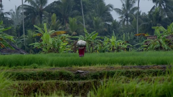 Rice Terrace Ubud Bali Indonesia Raccolta Azienda Famiglia Filmati Alta — Video Stock