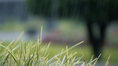 Yazın yeşil çimlere düşen yağmur damlacıklarının yakınlaşması. Yüksek kalite 4k görüntü