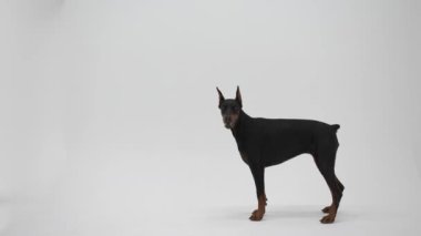 Doberman beyaz arka planda stüdyoda pinscher. Köpek komutları yerine getirir. Hayvan eğitimi.
