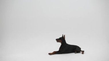 Doberman beyaz arka planda stüdyoda pinscher. Emirleri köpek yerine getirir, yere yat. Hayvan eğitimi.