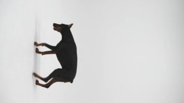 Doberman 'ın beyaz arka planda stüdyoda dikey görüntüsü. Köpek komutları yerine getirir. Hayvan eğitimi.