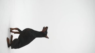 Doberman 'ın beyaz arka planda stüdyoda dikey görüntüsü. Köpek yerde oturarak komutları yerine getirir. Hayvan eğitimi.