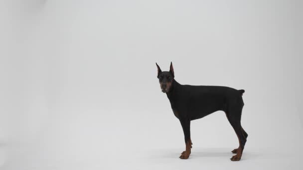 Doberman Beyaz Arka Planda Stüdyoda Pinscher Köpek Komutları Yerine Getirir — Stok video