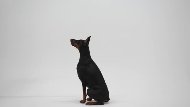 Doberman Pinscher Студії Білому Тлі Собака Виконує Команди Сидячи Підлозі — стокове відео