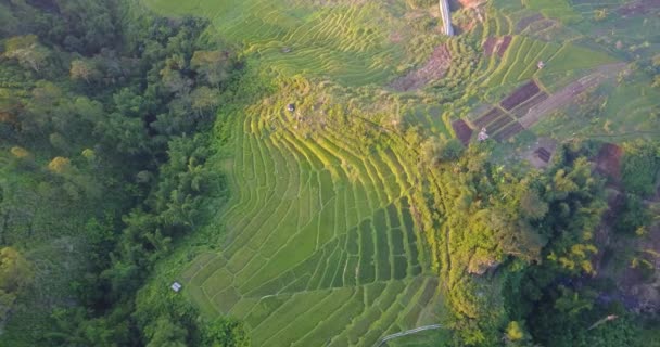 Luchtfoto Rond Ruteng Oost Nusa Tenggara Indonesië — Stockvideo