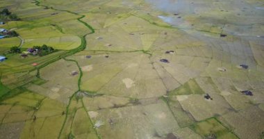 Ruteng, Doğu Nusa Tenggara, Endonezya yakınlarındaki hasat mevsiminde Örümcek Pirinç Tarlaları 'nın hava görüntüsü. 