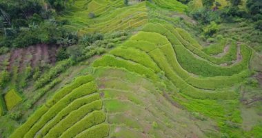 Ruteng, Doğu Nusa Tenggara, Endonezya 'daki güzel Lodok Cimpar Carep pirinç tarlalarının hava görüntüsü..