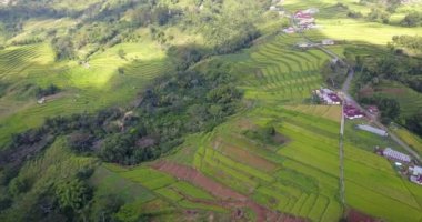 Ruteng, Doğu Nusa Tenggara, Endonezya 'daki güzel Lodok Cimpar Carep pirinç tarlalarının hava görüntüsü..