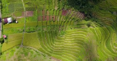 Ruteng, Doğu Nusa Tenggara, Endonezya 'daki güzel Lodok Cimpar Carep pirinç tarlalarının hava görüntüsü..