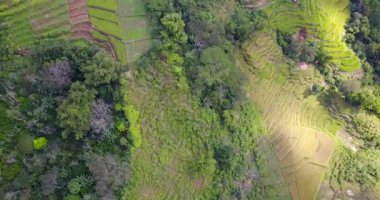 Ruteng, Doğu Nusa Tenggara, Endonezya 'daki güzel Lodok Cimpar Carep pirinç tarlalarının hava görüntüsü..