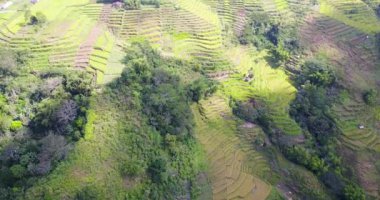 Ruteng, Doğu Nusa Tenggara, Endonezya 'daki güzel Lodok Cimpar Carep pirinç tarlalarının hava görüntüsü..