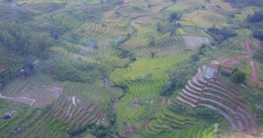 Ruteng, Doğu Nusa Tenggara, Endonezya 'daki güzel Lodok Cimpar Carep pirinç tarlalarının hava görüntüsü..