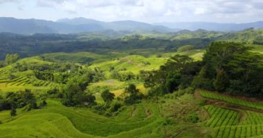 Ruteng, Doğu Nusa Tenggara, Endonezya 'daki güzel Lodok Cimpar Carep pirinç tarlalarının hava görüntüsü..