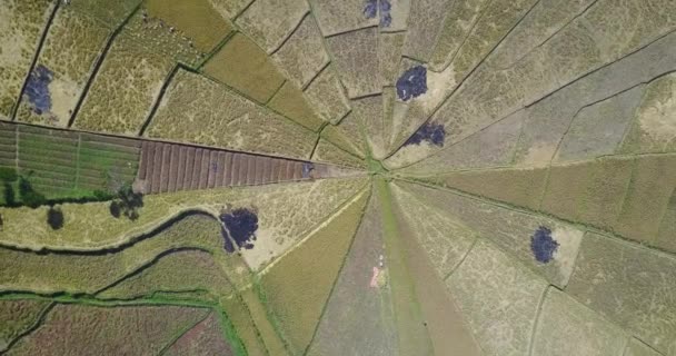 インドネシア 東ヌサンタンガス近郊の収穫シーズン中にスパイダーライスフィールドの空中ビュー — ストック動画
