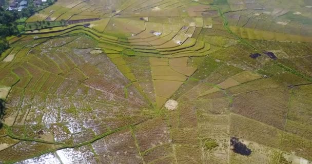 Luchtfoto Van Spider Rice Fields Tijdens Het Oogstseizoen Nabij Ruteng — Stockvideo