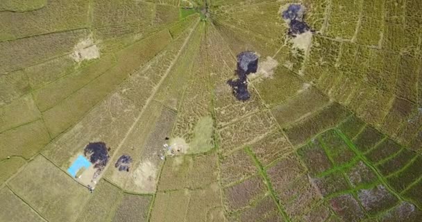 Αεροφωτογραφία Των Πεδίων Spider Rice Κατά Την Περίοδο Συγκομιδής Κοντά — Αρχείο Βίντεο