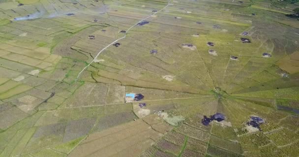 Aerial View Spider Rice Fields Satokaudella Lähellä Rutengia Itä Nusa — kuvapankkivideo