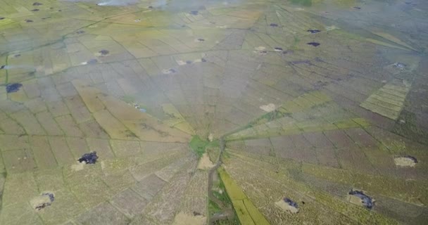 Αεροφωτογραφία Των Πεδίων Spider Rice Κατά Την Περίοδο Συγκομιδής Κοντά — Αρχείο Βίντεο