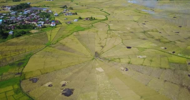 Luchtfoto Van Spider Rice Fields Tijdens Het Oogstseizoen Nabij Ruteng — Stockvideo