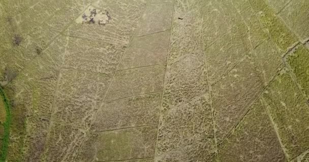インドネシア 東ヌサンタンガス近郊の収穫シーズン中にスパイダーライスフィールドの空中ビュー — ストック動画