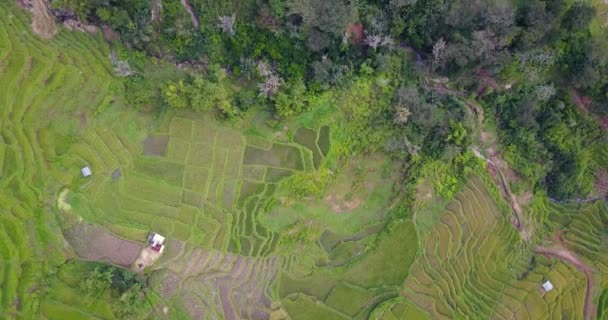Aerial View Beautiful Lodok Cimpar Carep Terrace Rice Fields Outskirts — Αρχείο Βίντεο
