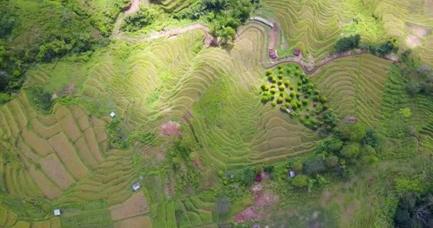 Aerial View Beautiful Lodok Cimpar Carep Terrace Rice Fields Outskirts — Αρχείο Βίντεο