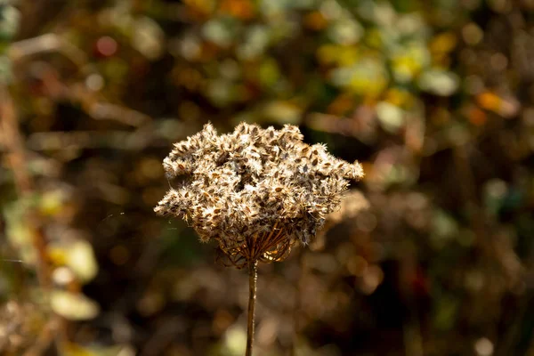 Detailní Záběr Shluku Zaschlých Divokých Květin Přírodním Pozadí — Stock fotografie