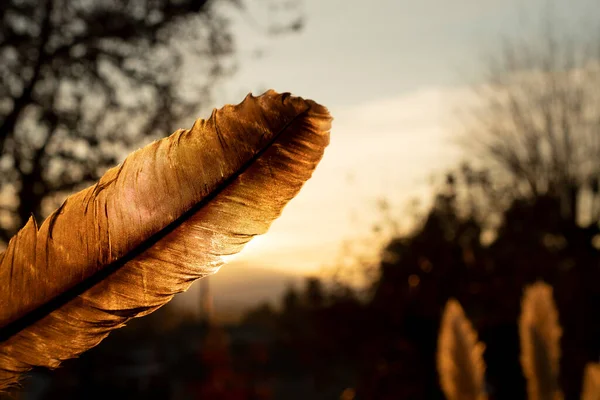 A silhouette image of a smudge feather against the golden evening sunlight.