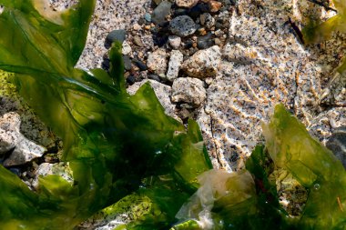 Kıyı şeridi yakınlarında kristal berrak suda yüzen koyu yeşil bir deniz yosununun büyük bir parçası.. 