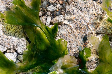 Kristal berrak su yüzeyinde yüzen kalın yeşil deniz yosunu görüntüsü.. 