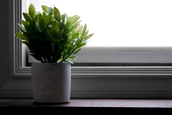 An image of a fake house plant on a wooden window ledge using soft backlighting.