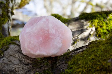 Yosun kaplı ağaç dalında büyük bir gül kuvarsı resmi.. 