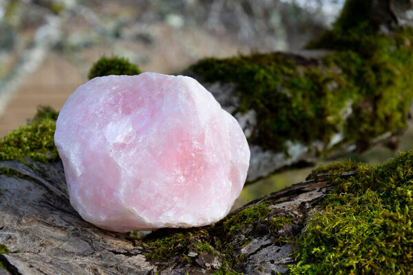A close up image of a large piece of raw rose quartz on a moss covered tree branch. 