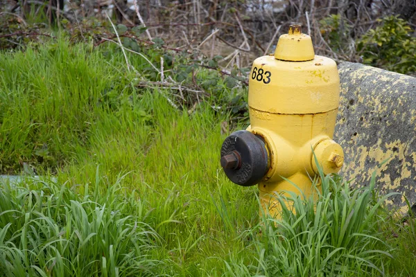 stock image A close up image of a bright yellow fire hydrant in tall grass. 