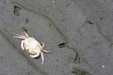 Sahilde ölmüş bir yengeç yavrusunun yakın plan görüntüsü..