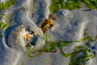 Kırık bir Kum Doları kabuğunun en üstteki görüntüsü. Yarısı kumla kaplı..