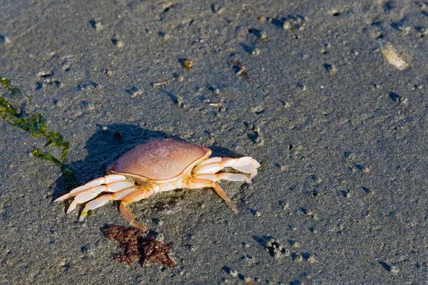 一只死了的蟹宝宝被冲到岸上的特写镜头 — 图库照片