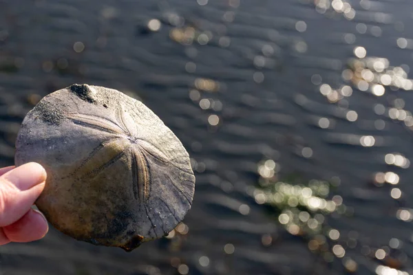 Eine Nahaufnahme Einer Sonnenbleiche Sand Dollar Shell Mit Meerwasser Hintergrund — Stockfoto