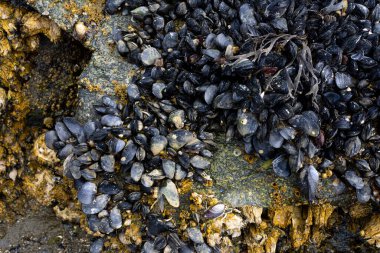 Koyu renk midyeler ve kayaların üzerinde büyüyen beyaz midyelerin soyut bir görüntüsü.. 