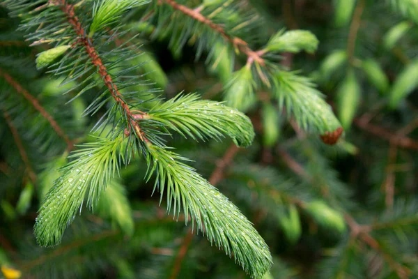 Close Image New Growth Spruce Tree Covered Tiny Little Dew — Stock Photo, Image