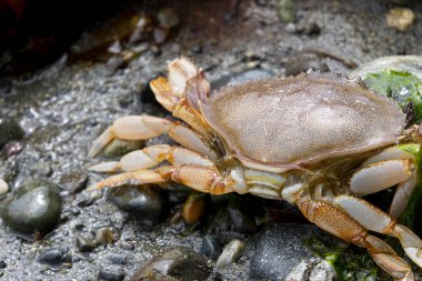 Büyük ölü bir yengecin yakın plan görüntüsü dalgaların çekildiği kayalık bir kıyıya vurmuştu.. 