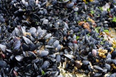 Dalgaların çekildiği bir kayanın üzerinde büyüyen büyük bir midye kümesinin yakın plan görüntüsü..
