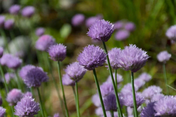Zbliżenie Wizerunek Jasnych Purpurowych Kwiatów Czosnku Szczypiorek Rośliny — Zdjęcie stockowe