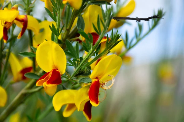 stock image A close up image of the bright yellow and red colors of the invasive scotch broom plant.