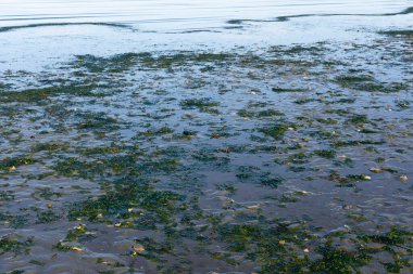 Pasifik Okyanusu kıyısında, Vancouver Adası 'nda suların çekildiği yerde bırakılan kalın yeşil yosunların görüntüsü.. 