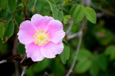 Kanada Alberta amblemi olan pembe bir yaban gülünün yakın plan görüntüsü.. 